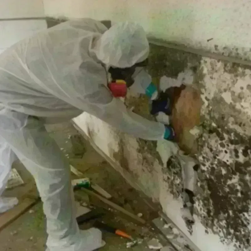 Mold Remediation and Removal in Marble Falls, TX